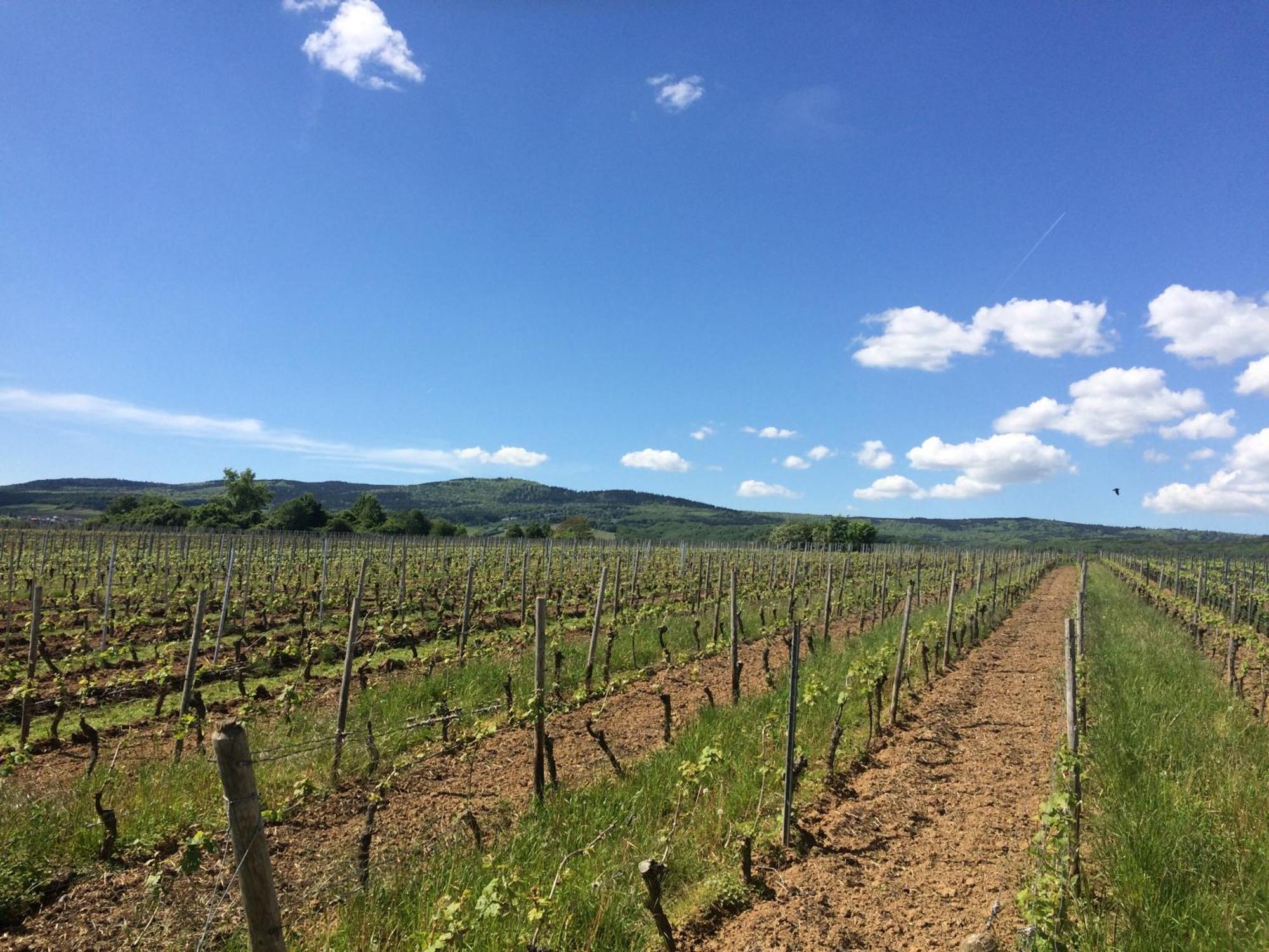 Weingut Hans Bausch Hattenheim Exterior photo